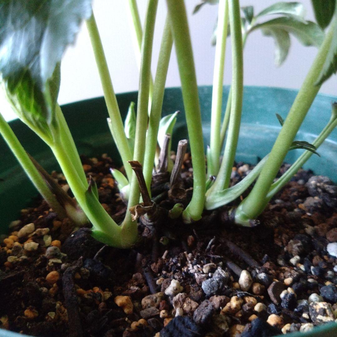 クリスマスローズ　多弁ホワイトブロッチdd　開花見込み大株