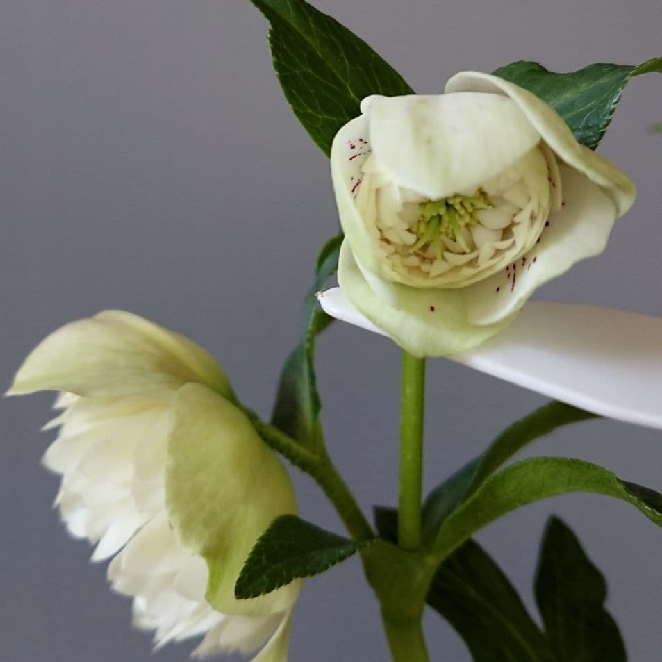 クリスマスローズ　多弁ホワイトブロッチdd　開花見込み大株