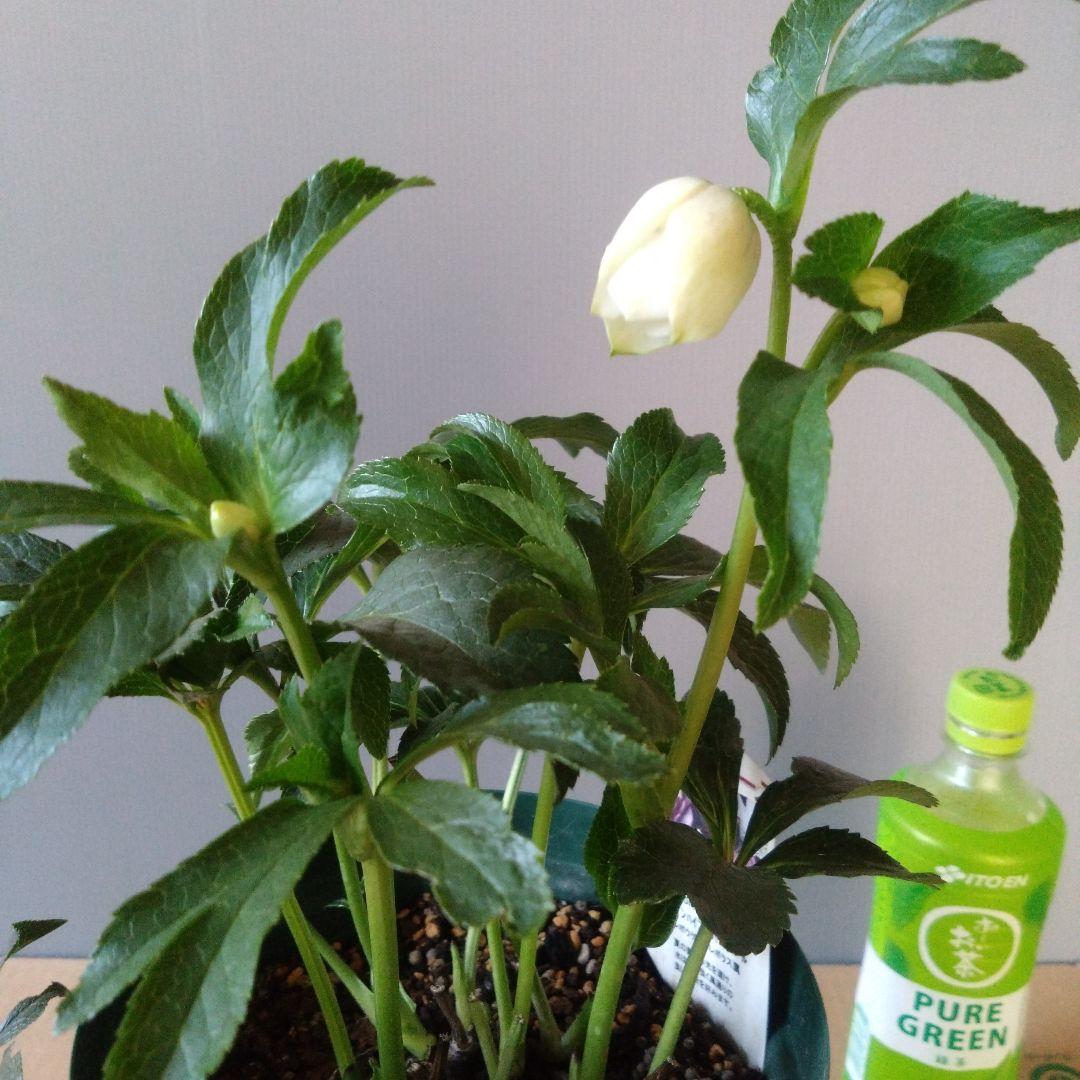 クリスマスローズ　多弁ホワイトブロッチdd　開花見込み大株