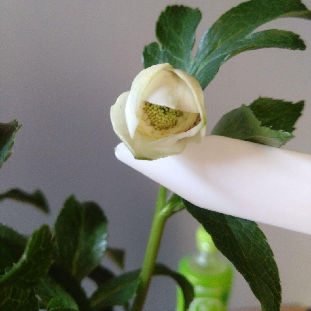 クリスマスローズ　多弁ホワイトブロッチdd　開花見込み大株