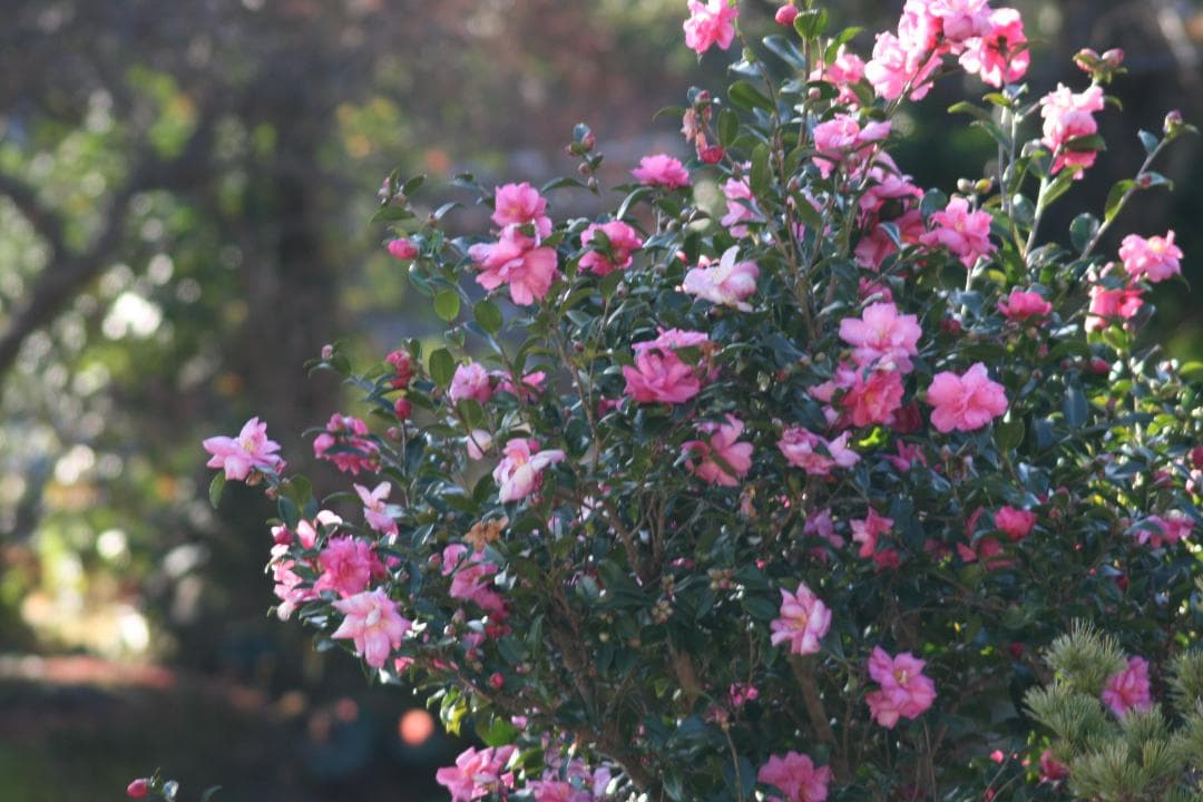 ★美品★タムロン AF LD 200-400mm F5.6 75DE キヤノン用