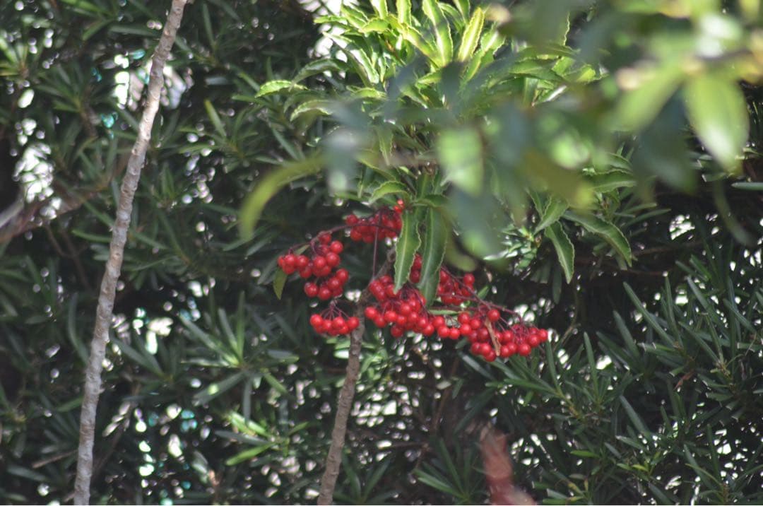 Nikon D7000 本格一眼 ダブルレンズ すぐ撮影OK 動作良好 超望遠付