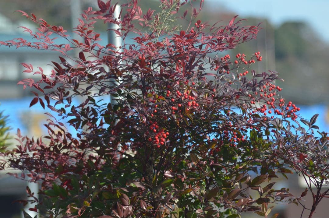 Nikon D7000 本格一眼 ダブルレンズ すぐ撮影OK 動作良好 超望遠付