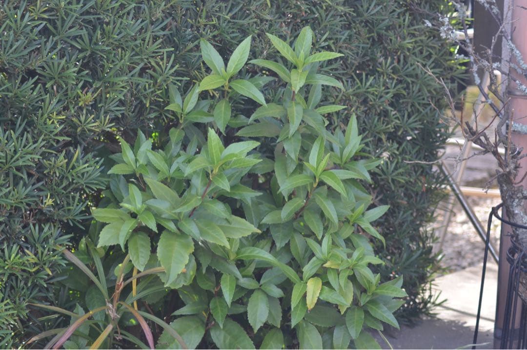 Nikon D7000 本格一眼 ダブルレンズ すぐ撮影OK 動作良好 超望遠付