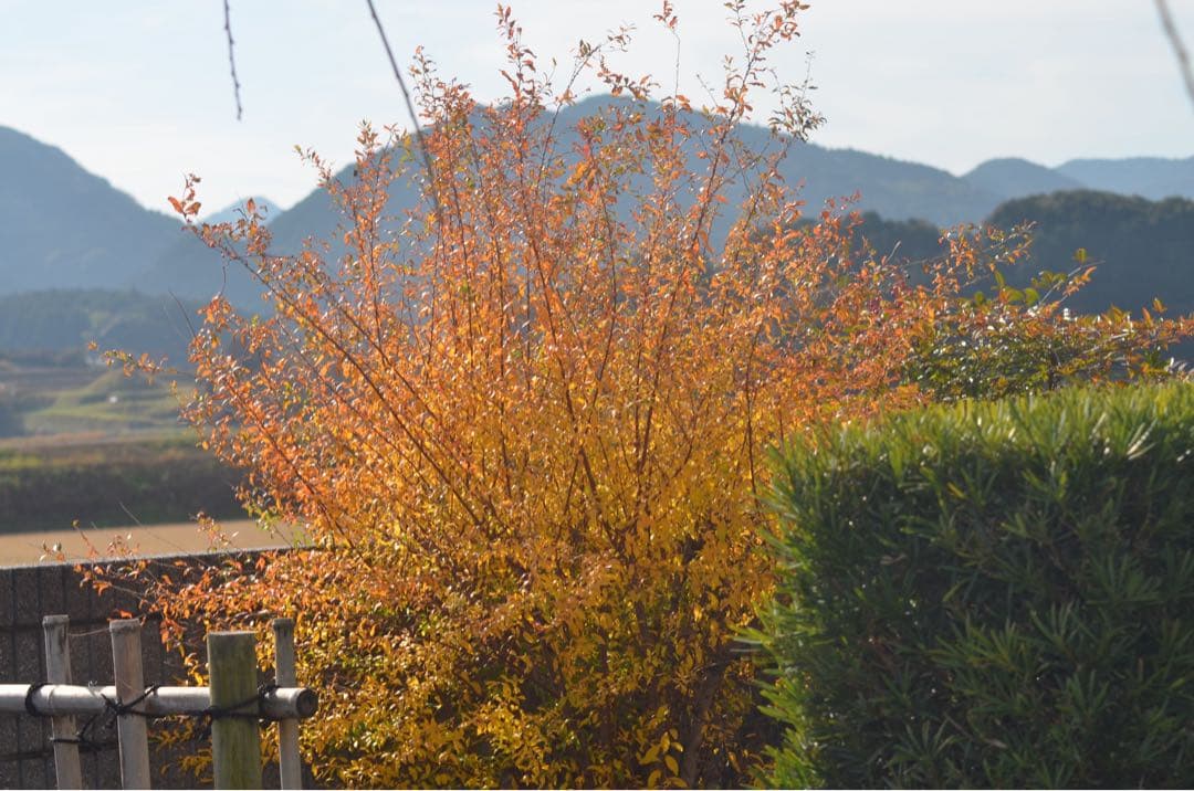 Nikon D7000 本格一眼 ダブルレンズ すぐ撮影OK 動作良好 超望遠付