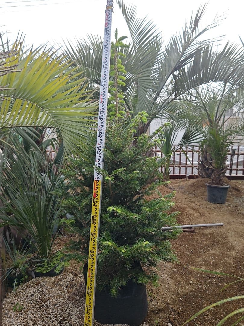 もみの木 クリスマスツリー 鉢下 約2.1m 埼玉県鴻巣引取り限定