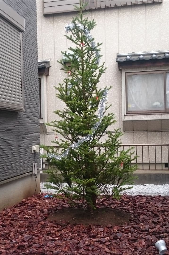 もみの木 クリスマスツリー 鉢下 約2.1m 埼玉県鴻巣引取り限定