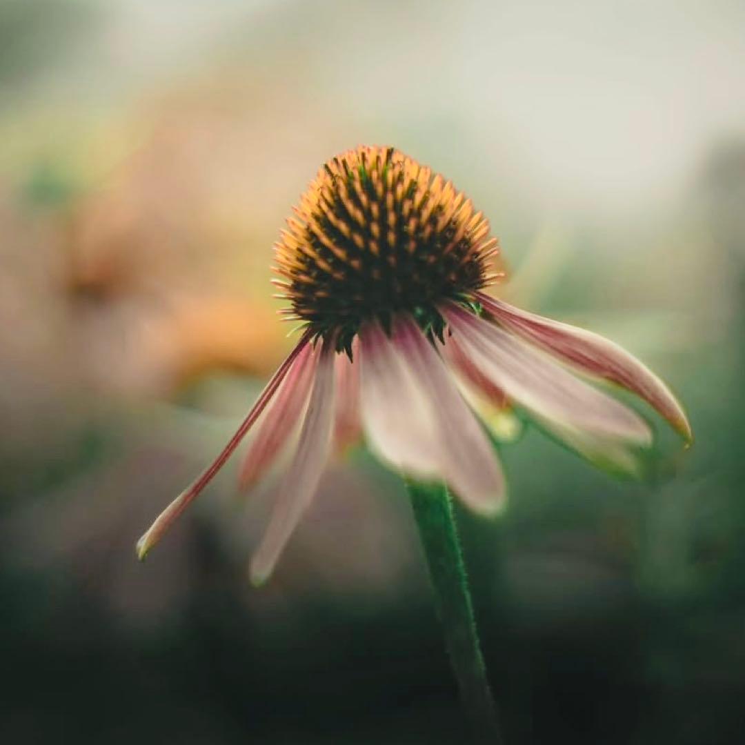 FUJINON 55mm f1.8【M42】【トロけ◎】【希少】作例