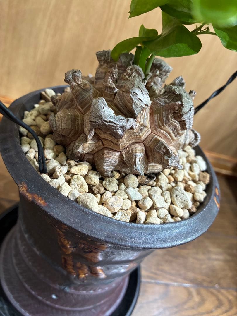 アルビ　美株　亀甲竜