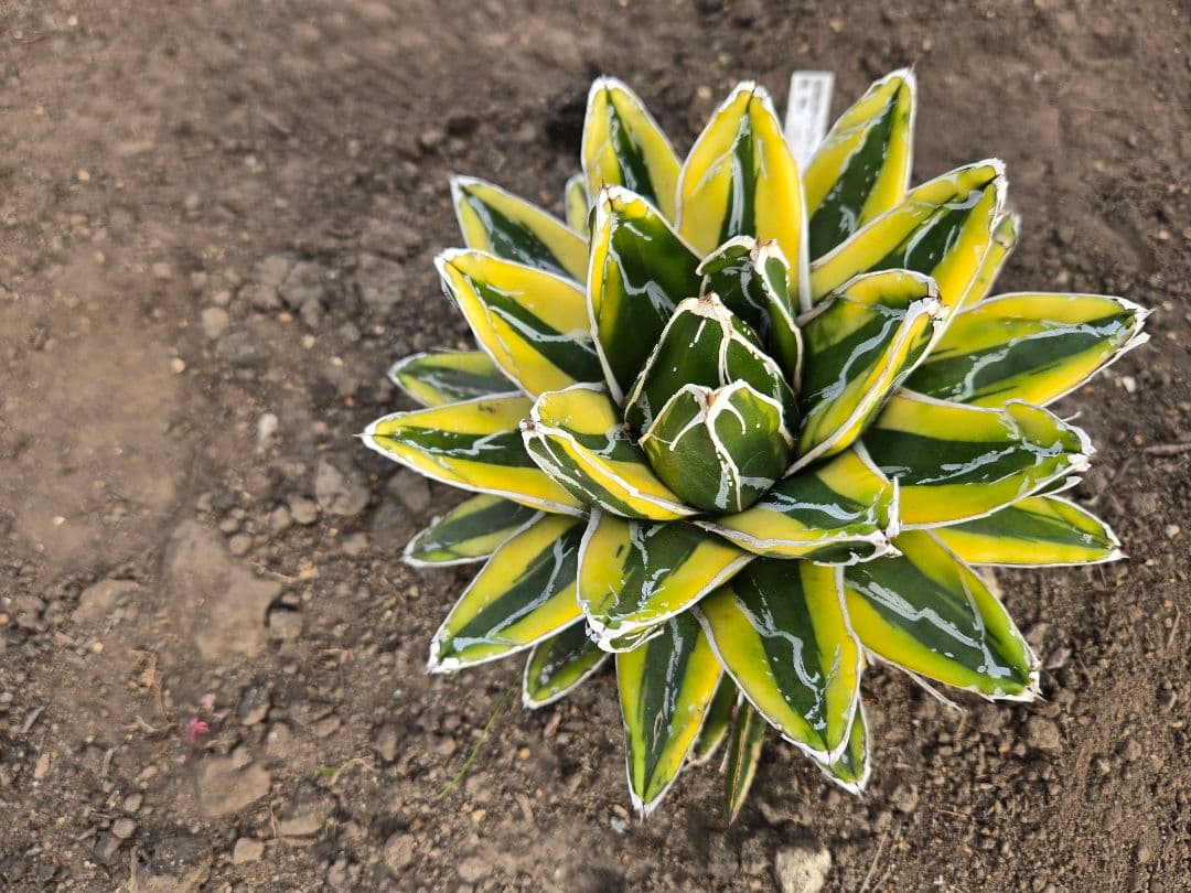 笹の雪　ダルマ輝山