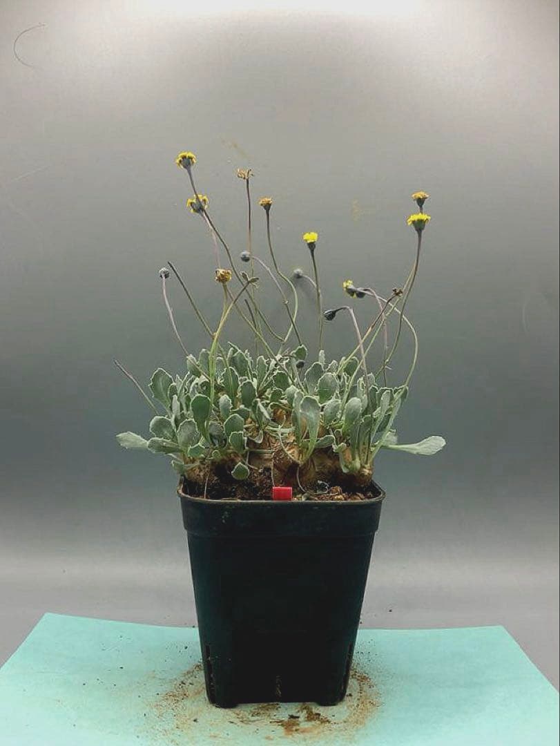 きょう様 リクエスト 2点 まとめ商品