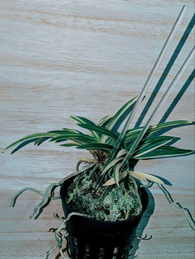 むっちゃんさん専用富貴蘭　紀州緑風雪白縞（原木株立ち）