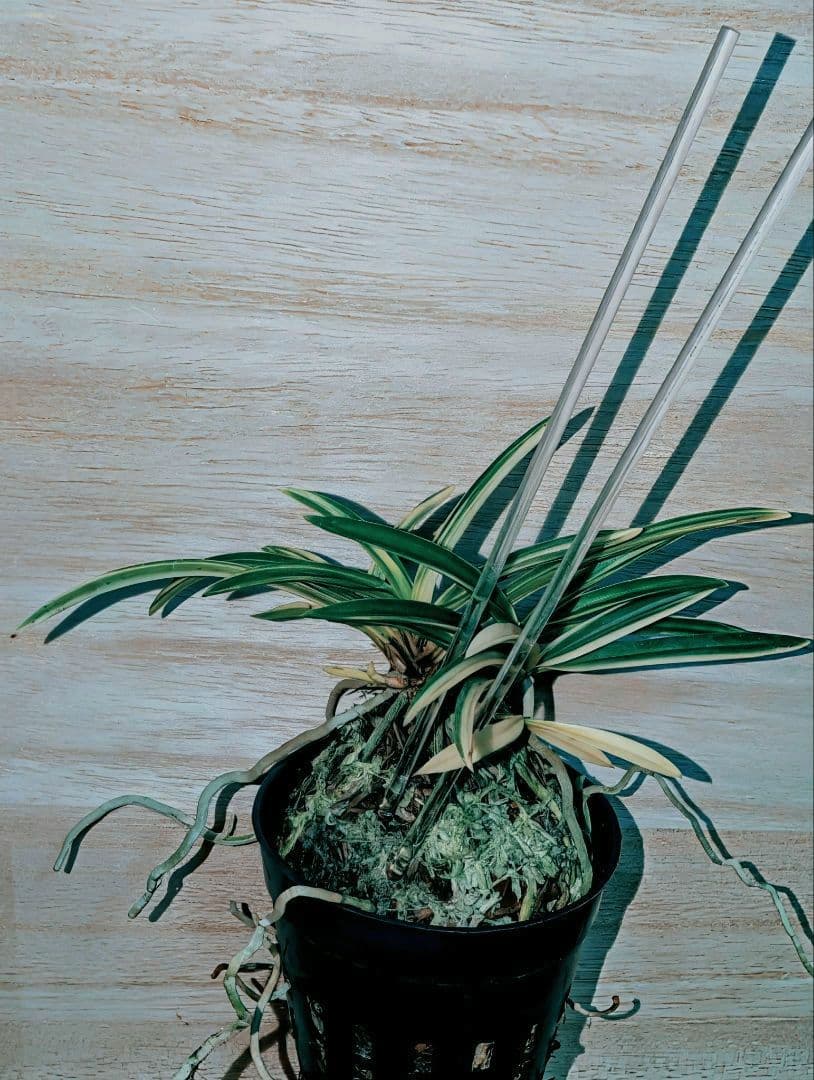 むっちゃんさん専用富貴蘭　紀州緑風雪白縞（原木株立ち）