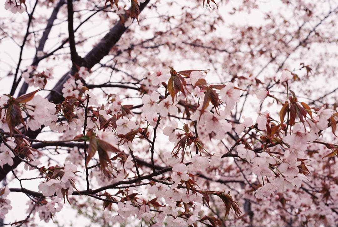 オリンパスOM-1 フィルムカメラ　付属品付き