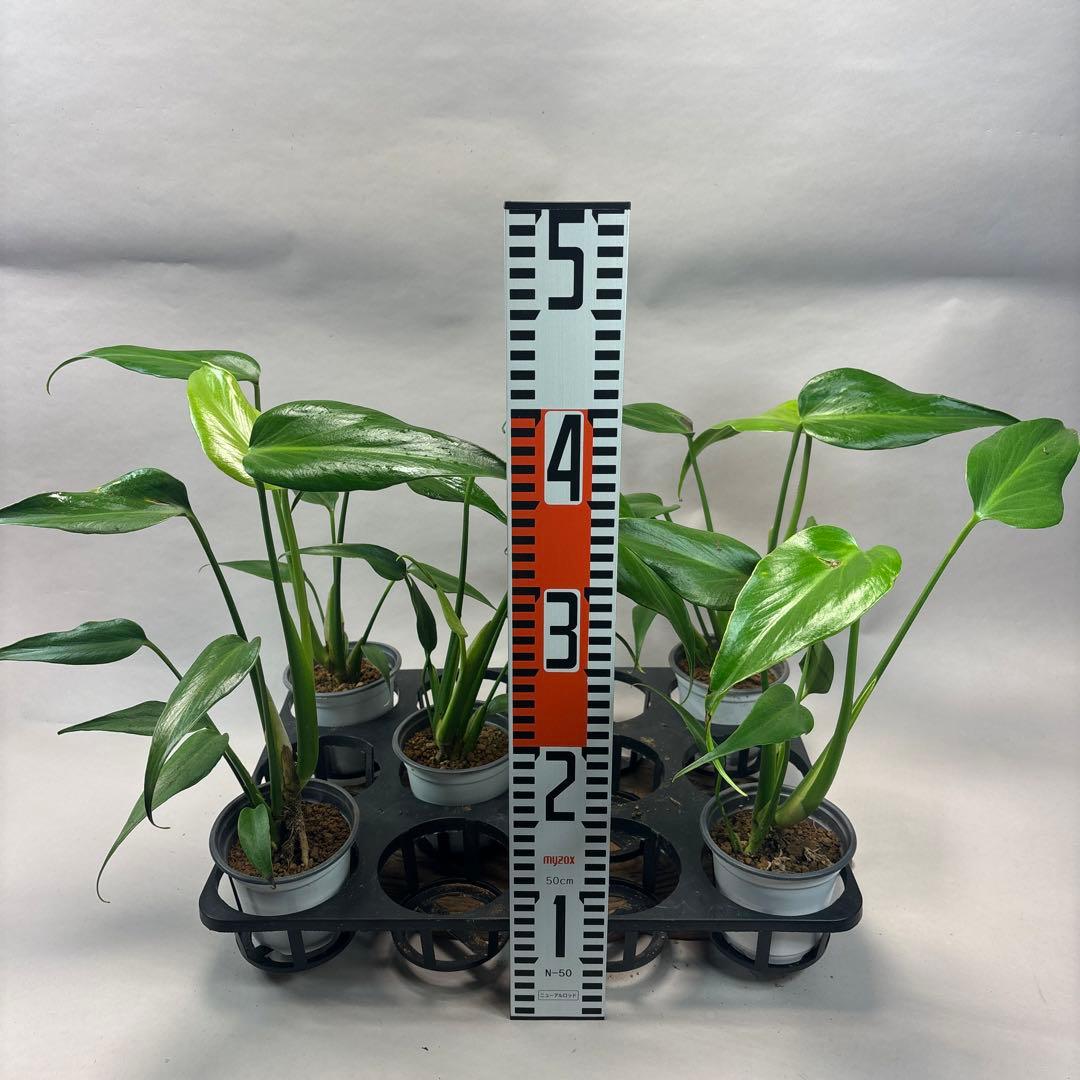 S*T様 訳あり5株セットms80モンステラ バールマルクスフレーム