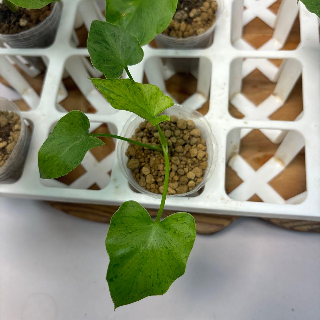 た*ま様 5株セットL046selloum Var フィロデンドロン・セローム・