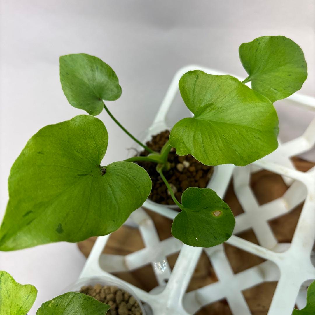 た*ま様 5株セットL046selloum Var フィロデンドロン・セローム・