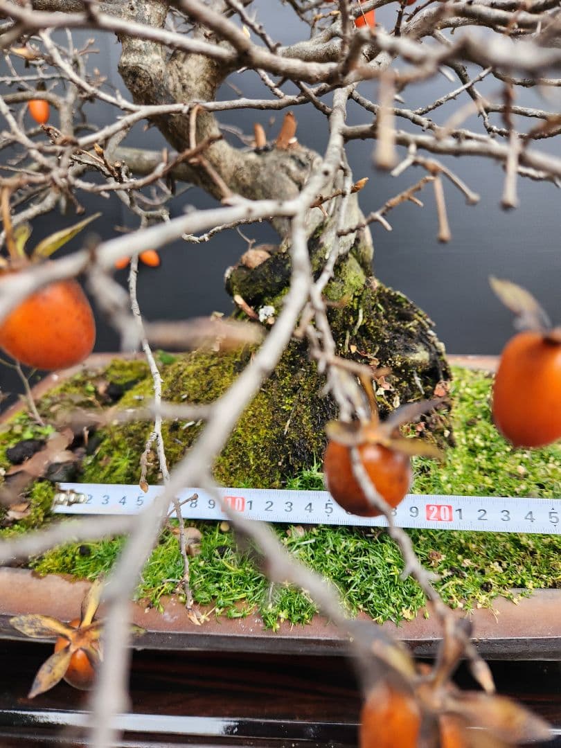 ローヤ柿　中品盆栽