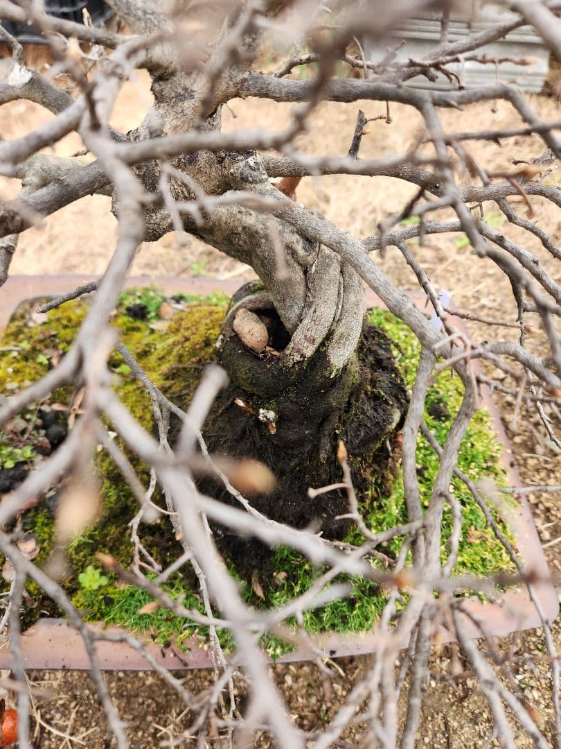 ローヤ柿　中品盆栽