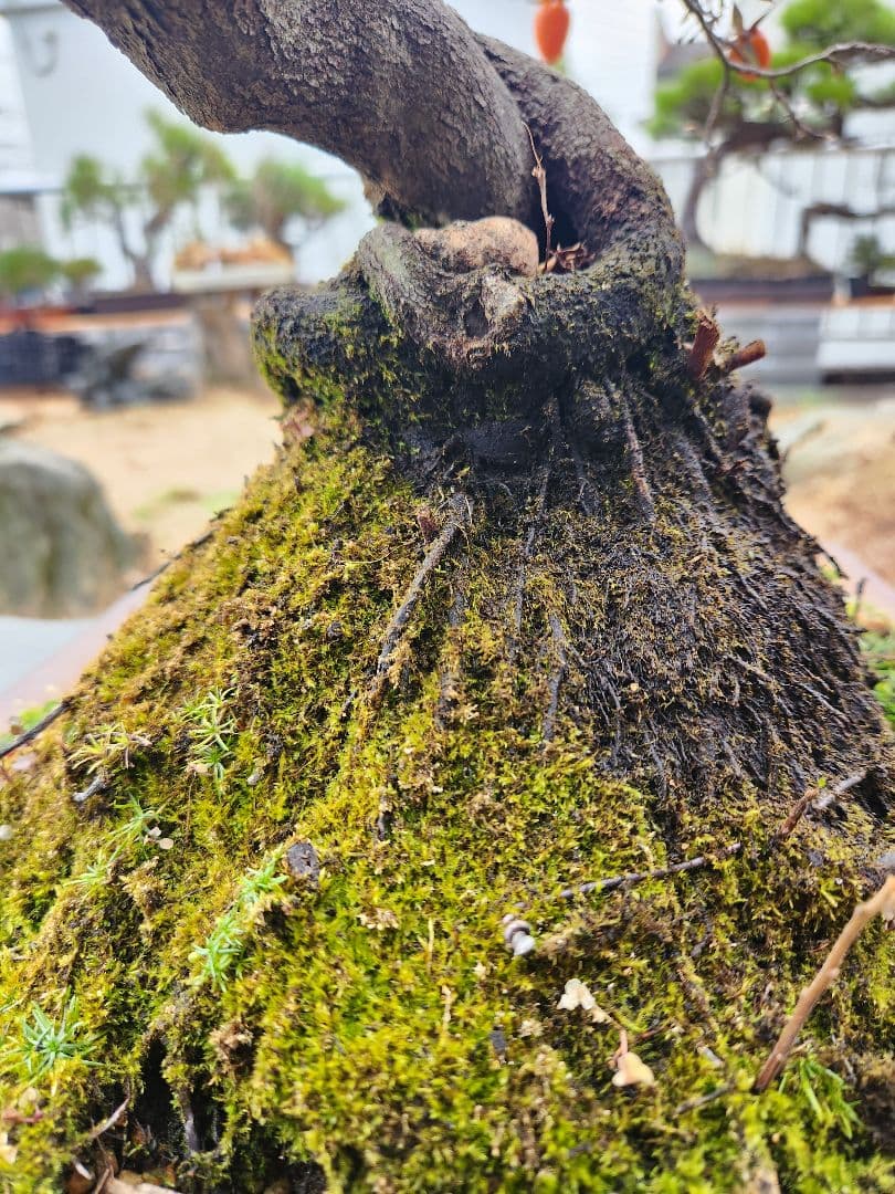 ローヤ柿　中品盆栽