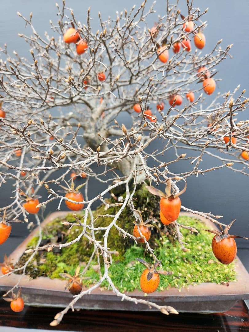 ローヤ柿　中品盆栽