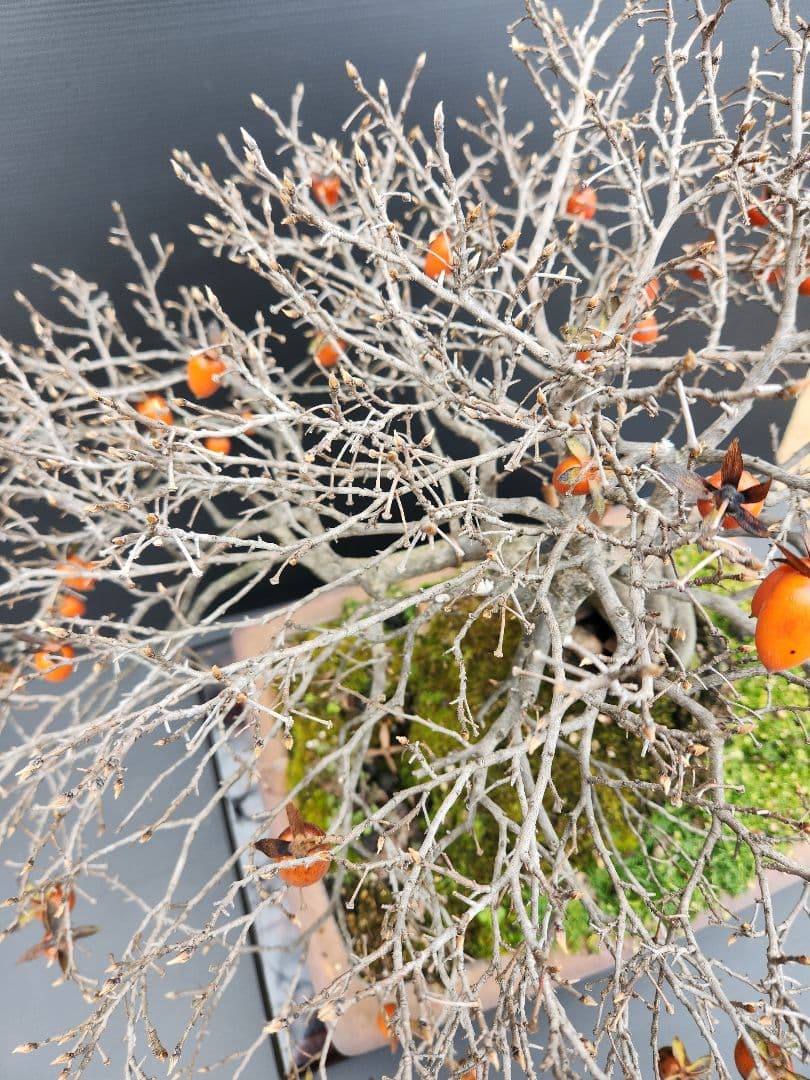 ローヤ柿　中品盆栽