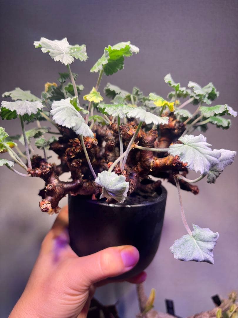 ペラルゴニウム　ミラビレ　発根済み