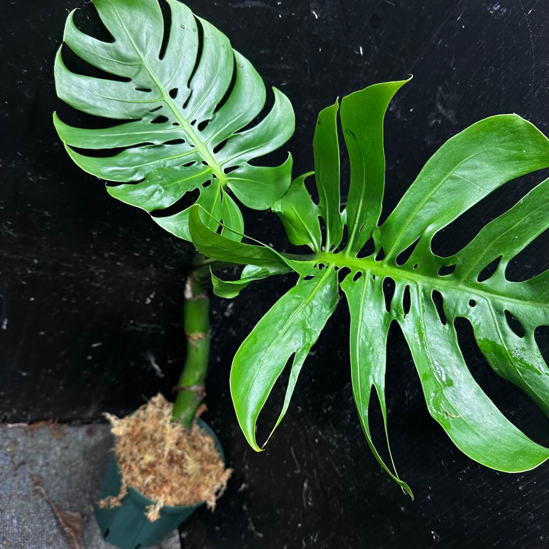 ご*ん様 モンステラデリシオーサマクロコズム超希少系統鉢植え58㎝