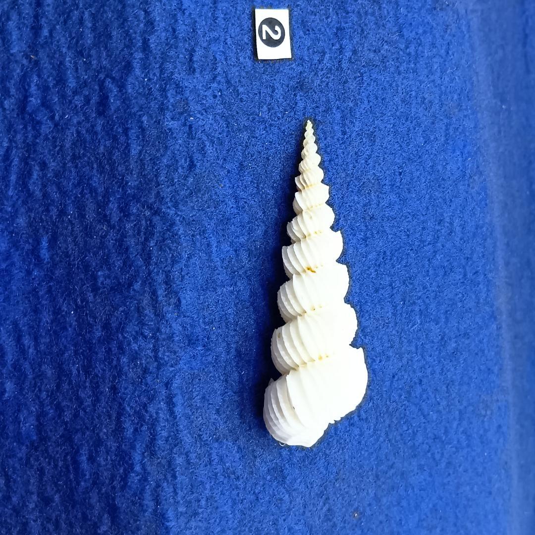 ②-1貝標本ヤエバイトカケ（蓋付）