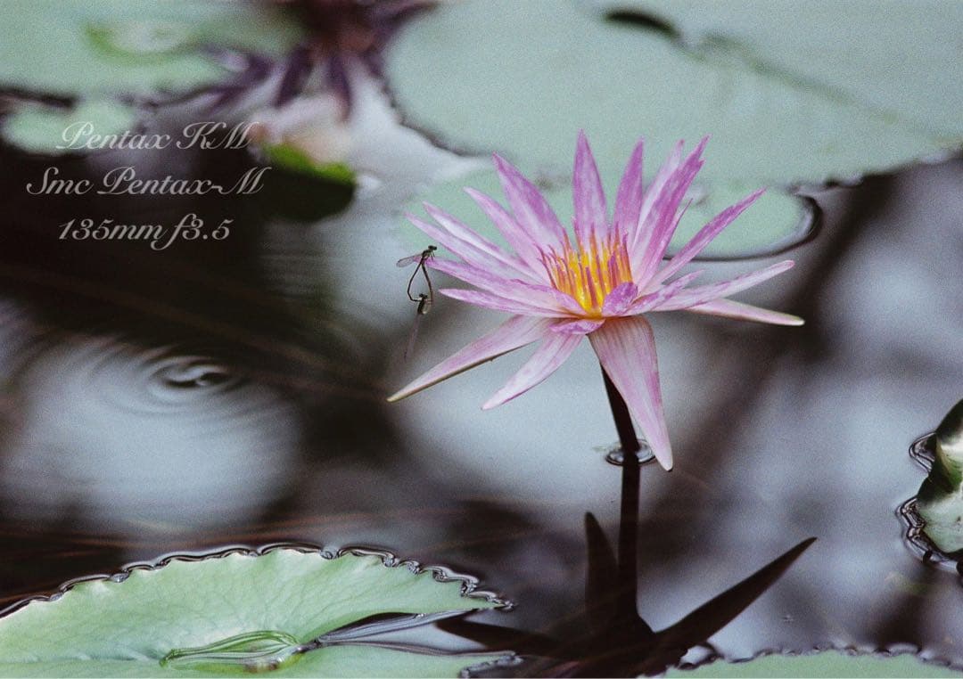 ★完動品＊美品★pentax km／135mm★初期保証＊作例多数