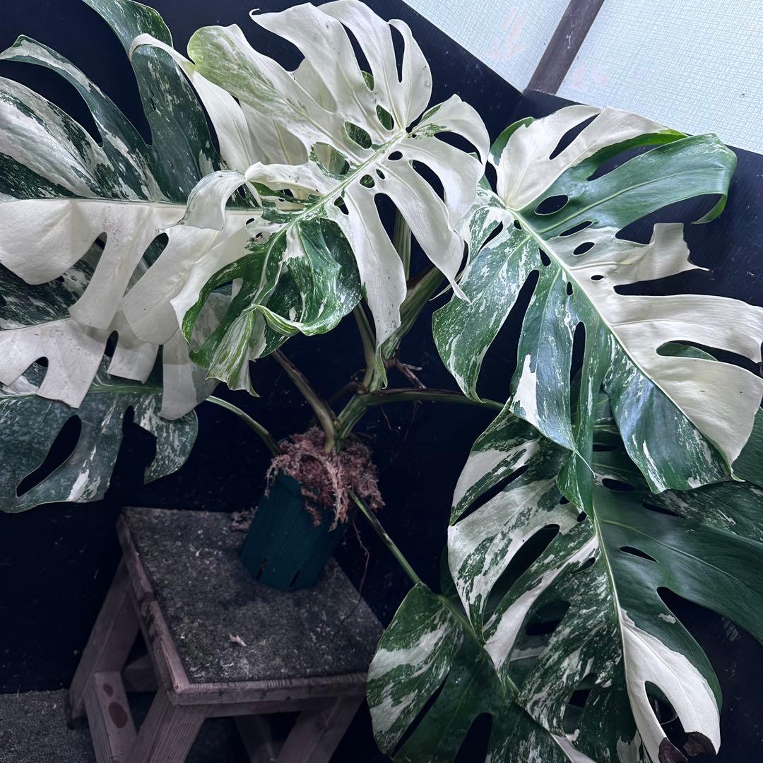 Y*様 斑入りモンステラ ホワイトタイガー極美大株61cm白斑多