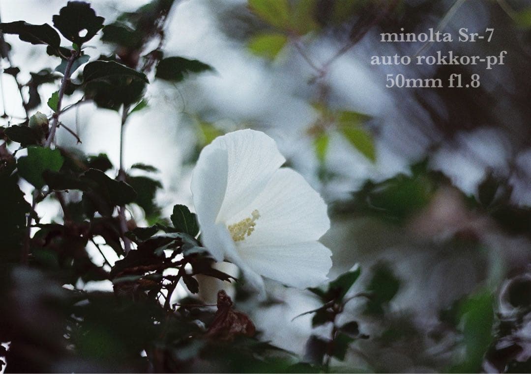 ★希少美品★minolta sr-7/緑のロッコールf1.8★完動品＊初期保証付