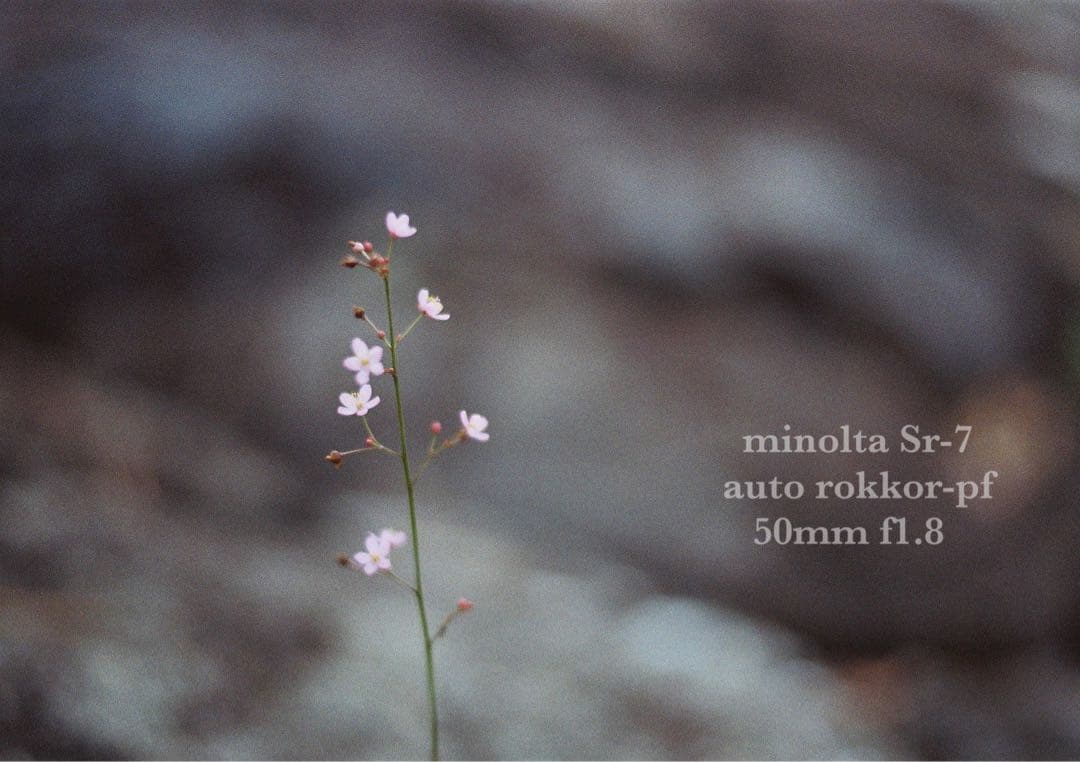 ★希少美品★minolta sr-7/緑のロッコールf1.8★完動品＊初期保証付