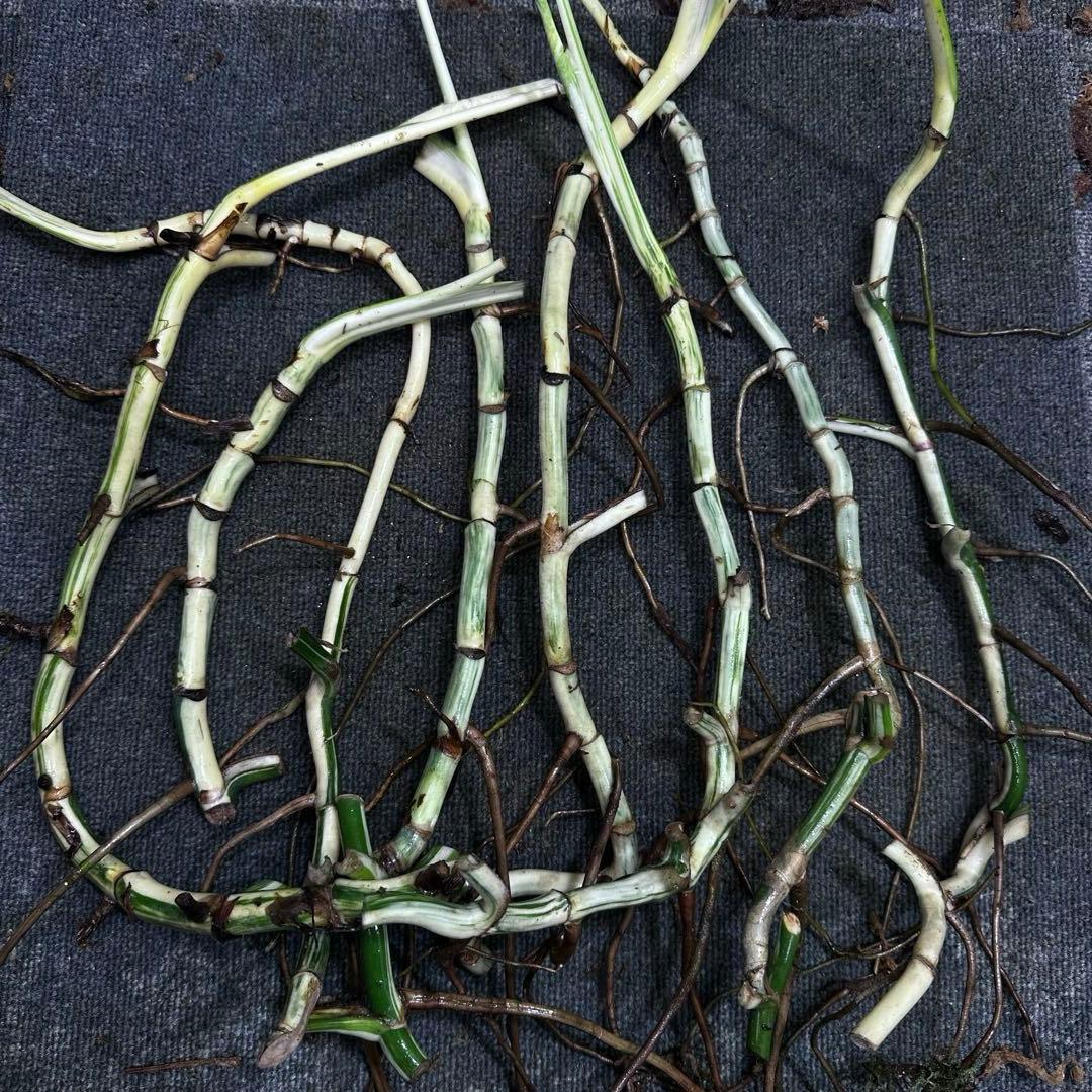 さ**様 斑入りモンステラホワイトタイガー大茎8株おまとめ