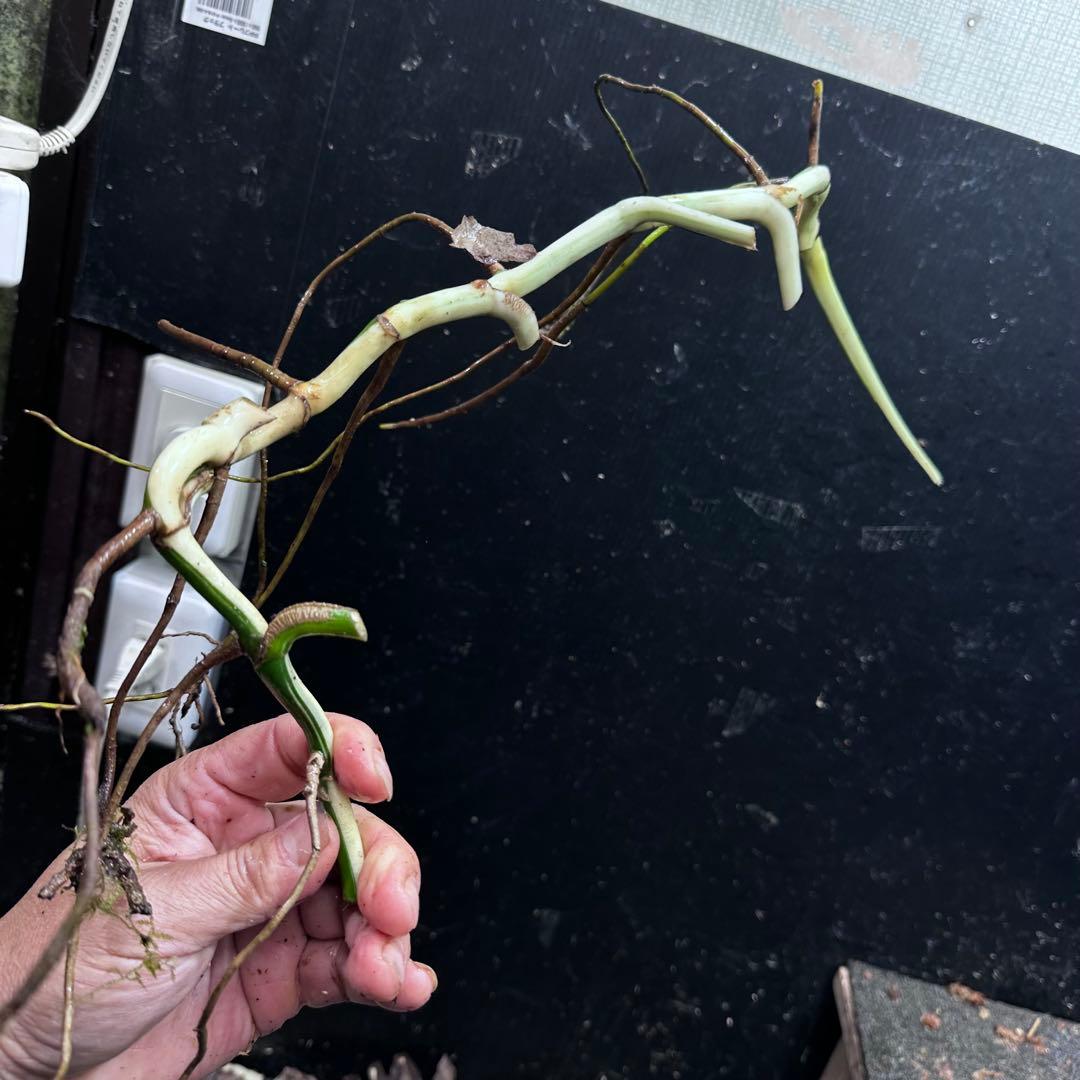 さ**様 斑入りモンステラホワイトタイガー大茎8株おまとめ