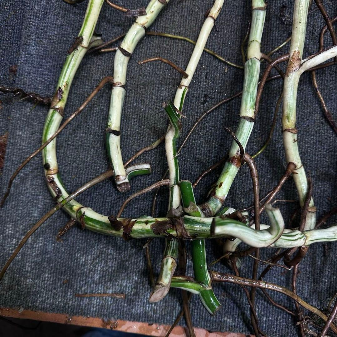 さ**様 斑入りモンステラホワイトタイガー大茎8株おまとめ