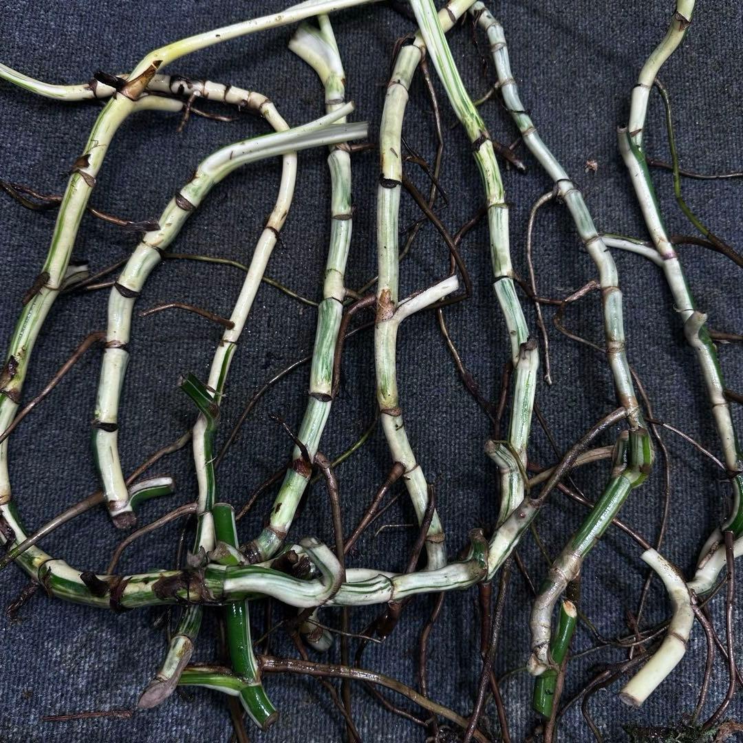 さ**様 斑入りモンステラホワイトタイガー大茎8株おまとめ