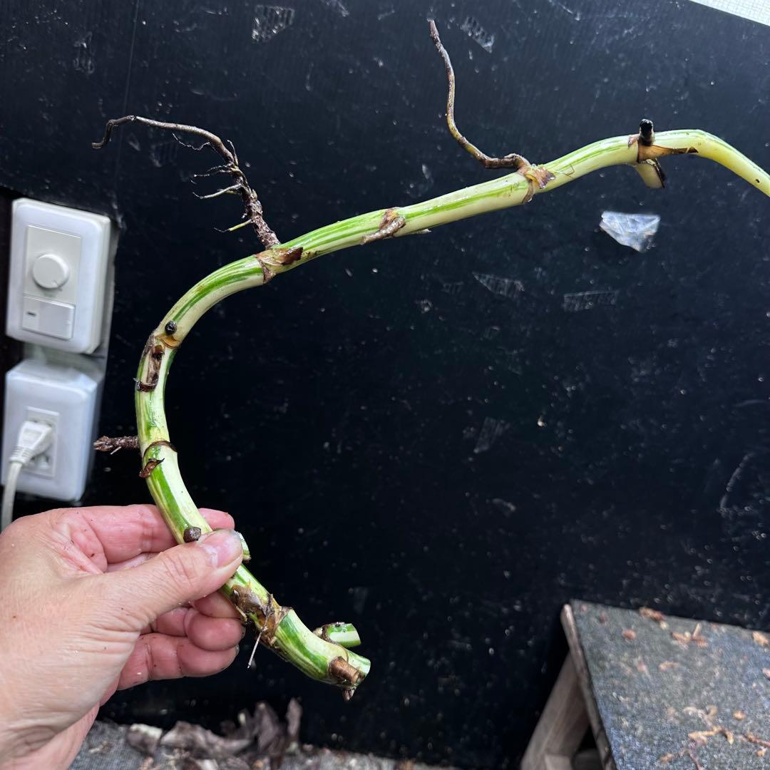 さ**様 斑入りモンステラホワイトタイガー大茎8株おまとめ