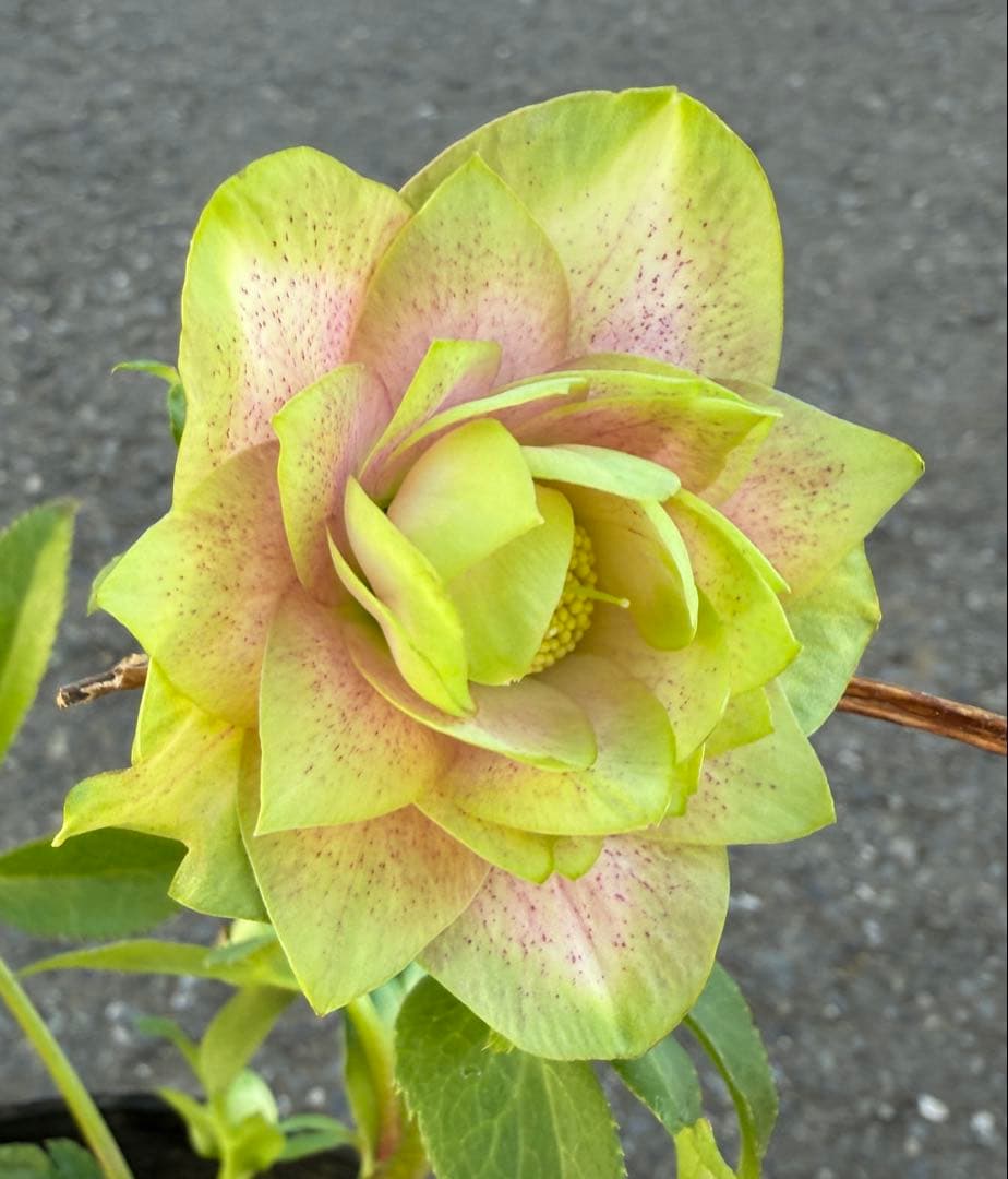 ★利休『かすり』★グリーンとピンクのコントラストが鮮やか★クリスマスローズ開花株