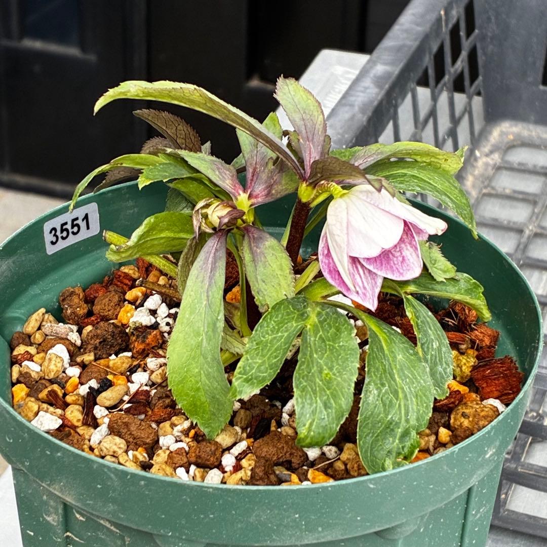 Y*i様 3551☘️蕾花付☘️超希少☘️筒型SD⭐️ポーセリン⭐️小輪⭐️ぼか