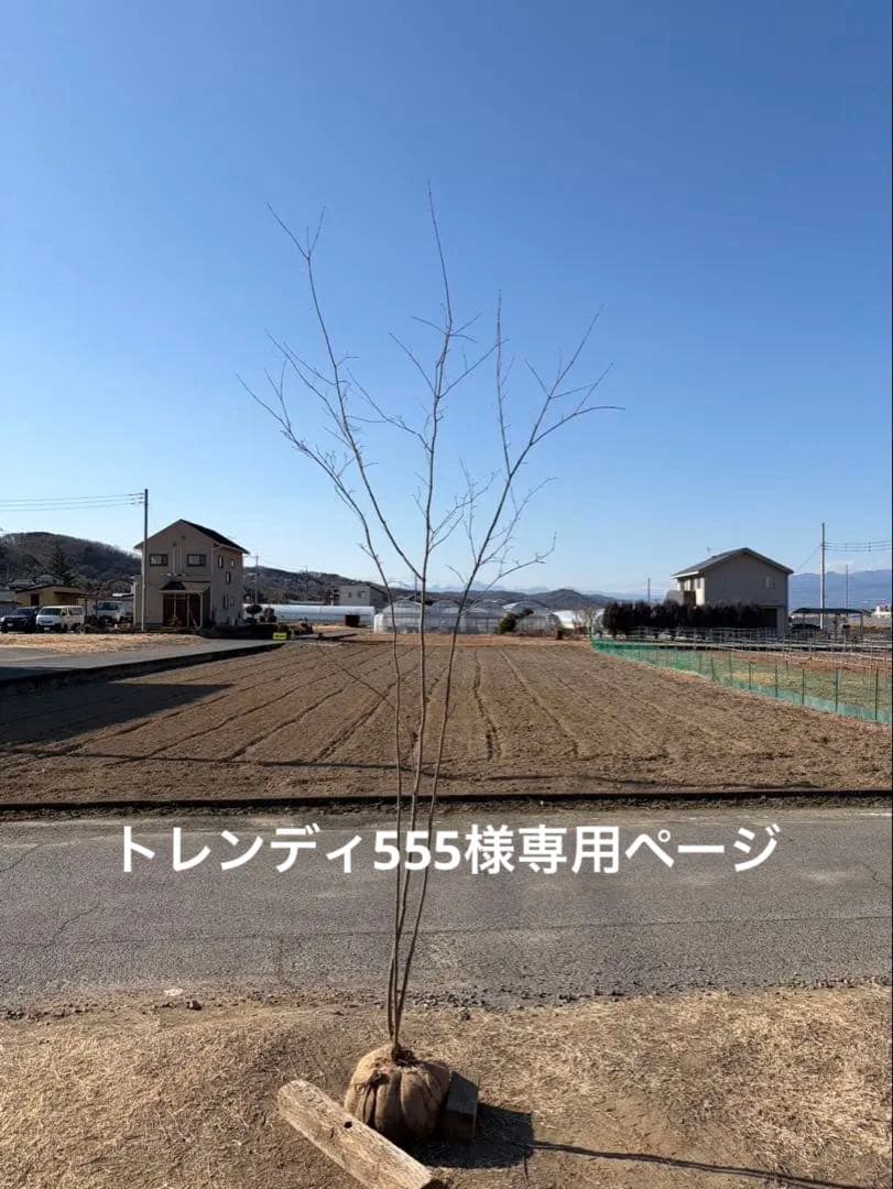 山採り コハウチワカエデ 自然樹形