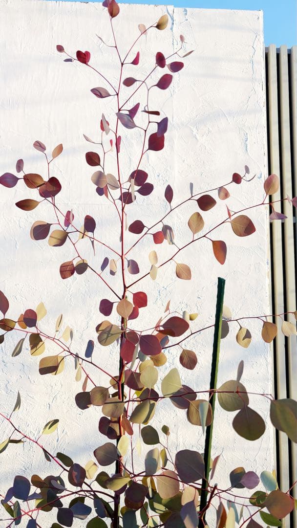 幹太。ユーカリポポラス2.0M(鉢底から)品番A