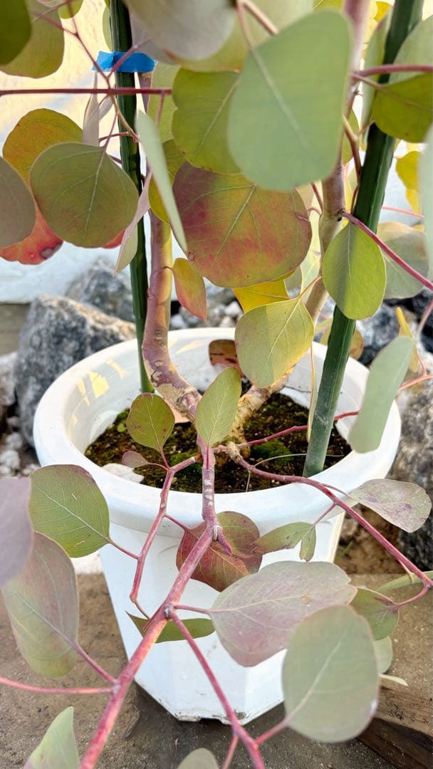 幹太。ユーカリポポラス2.0M(鉢底から)品番A