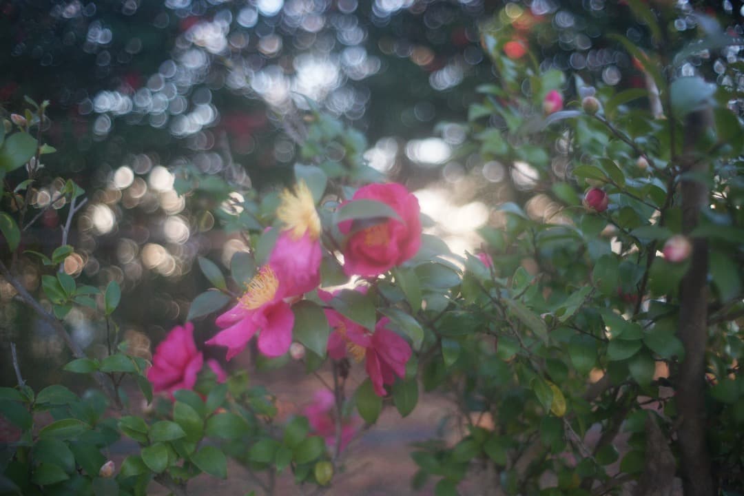 Super Takumar 35mm F/2 広角レンズ 前期型