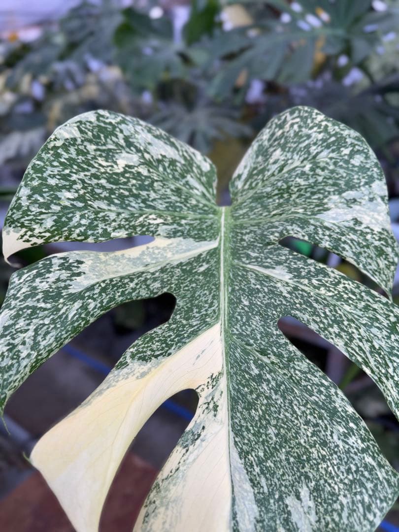 k*u様 1モンステラ　タイコンステレーション　スターライト