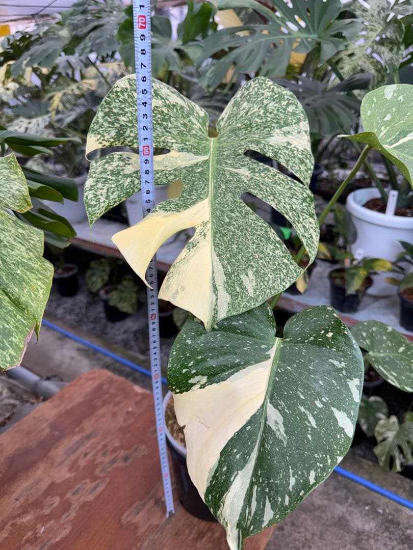 k*u様 1モンステラ　タイコンステレーション　スターライト