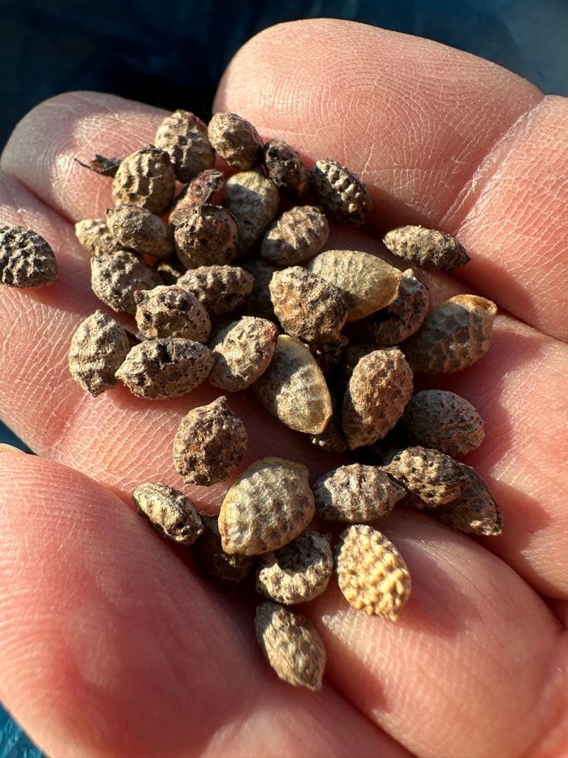 アデニアペチュエリー種子　10個