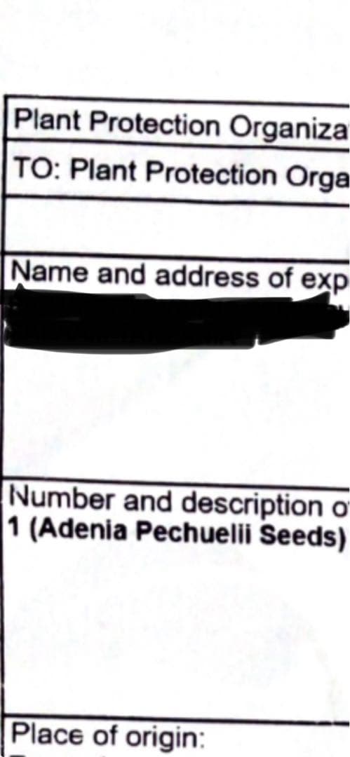 アデニアペチュエリー種子　10個