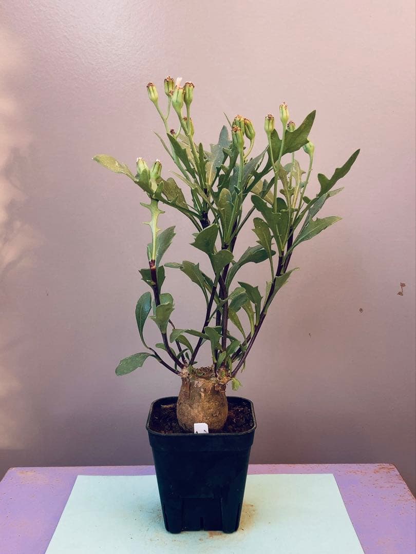 myu様 リクエスト 5点 まとめ商品