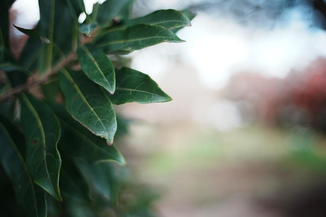 希少 Canon FD 35mm F2 SSC 凹 ○マーク 美品 164